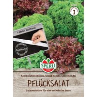 Sperli Pflücksalat Kombination, Saatband – 1 Pkg Sperli Pflücksalat Kombination, Saatband – 1 Pkg