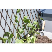 Windhager Weide-Spalier – 1 Stk. Windhager Weide-Spalier – 1 Stk.