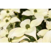 Kategorie <b>Produkt nicht gewünscht </b> - Cornus kousa chinensis 'Schmetterling' 100-125 cm