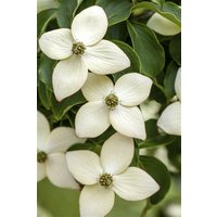 Kategorie <b>Produkt nicht gewünscht </b> - Cornus kousa chinensis 'Wieting's Select' 125-150 cm