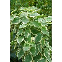 Blütensträucher und Ziergehölze - Cornus kousa 'Teresa' 60-80 cm