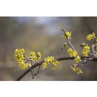 Kategorie <b>Blütensträucher und Ziergehölze </b> - Cornus mas 'Aurea' 125-150 cm