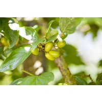 Laubbäume - Cornus mas 'Jolico' 60-80 cm