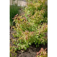 Blütensträucher und Ziergehölze - Cornus sanguinea 'Midwinter Fire' 100-125 cm