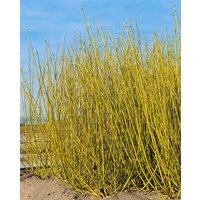 Hecken - Cornus stolonifera 'Flaviramea' 150-200 cm