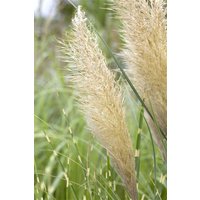Kategorie <b>Gräser </b> - Cortaderia selloana 'Pumila' ca. 9x9 cm Topf (Wuchs jahreszeitlich)