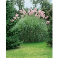 Kategorie <b>Gräser </b> - Cortaderia selloana 'Rosea' 3-5 Liter Container (Wuchs jahreszeitlich)