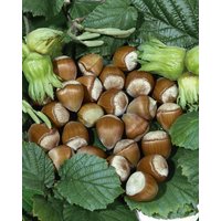 Kategorie <b>Laubbäume </b> - Corylus avellana 'Hallesche Riesennuss' 175-200 cm