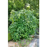 Kategorie <b>Nüsse </b> - Corylus avellana 'Pendula' 125-150 cm