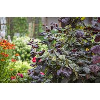 Kategorie <b>Nüsse </b> - Corylus avellana 'Red Majestic' 125 cm Stammhöhe