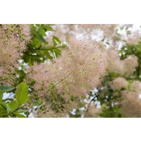 Kategorie <b>Produkt nicht gewünscht </b> - Cotinus coggygria 80-100 cm