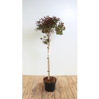 Kategorie <b>Produkt nicht gewünscht </b> - Cotinus coggygria 'Royal Purple' 80 cm Stammhöhe