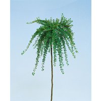 Kategorie <b>Laubbäume </b> - Cotoneaster congestus 80 cm Stammhöhe