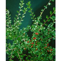 Kategorie <b>Produkt nicht gewünscht </b> - Cotoneaster divaricatus 125-150 cm