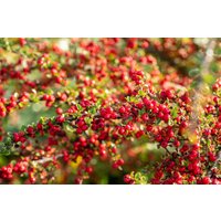 Kategorie <b>Produkt nicht gewünscht </b> - Cotoneaster horizontalis 80 cm Stammhöhe