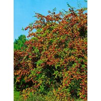 Kategorie <b>Produkt nicht gewünscht </b> - Cotoneaster watereri 'Cornubia' 100-125 cm