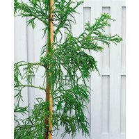Kategorie <b>immergrüne Laubbäume </b> - Cryptomeria japonica 'Rasen' 40-50 cm