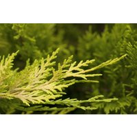 Kategorie <b>Nadelbäume u. Koniferen </b> - Cupressocyparis leylandii 'Gold Rider' 150-175 cm