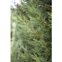 Nadelbäume u. Koniferen - Cupressocyparis leylandii 'Typ 2001' 200-225 cm