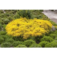 Kategorie <b>Blütensträucher und Ziergehölze </b> - Cytisus beanii 'Osiris' 20-30 cm