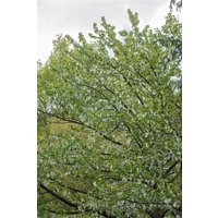 Kategorie <b>Laubbäume </b> - Davidia involucrata vilmoriniana 80-100 cm