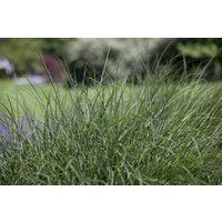 Kategorie <b>Produkt nicht gewünscht </b> - Deschampsia cespitosa 40-60 cm