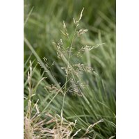 Kategorie <b>Produkt nicht gewünscht </b> - Deschampsia cespitosa 'Goldtau' 30-40 cm