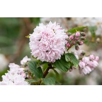 Kategorie <b>Blütensträucher und Ziergehölze </b> - Deutzia hybrida 'Pink Pom-Pom' 60- 100 cm