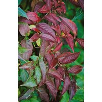Kategorie <b>Produkt nicht gewünscht </b> - Diervilla lonicera 40-60 cm