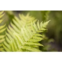 Gräser - Dryopteris affinis 2 Liter Container (Wuchs jahreszeitlich)