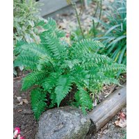 Gräser - Dryopteris atrata 2 Liter Container (Wuchs jahreszeitlich)