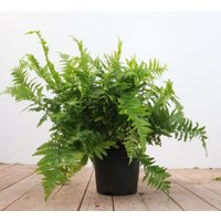 Kategorie <b>Gräser </b> - Dryopteris filix-mas 30-40 cm