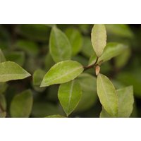 Kategorie <b>immergrüne Laubbäume </b> - Elaeagnus ebbingei 30-40 cm
