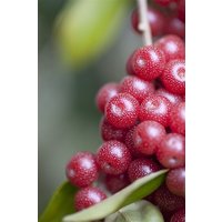 Kategorie <b>Blütensträucher und Ziergehölze </b> - Elaeagnus multiflora 150-200 cm