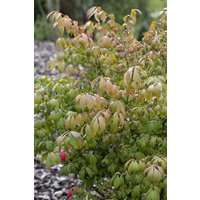 Laubbäume - Euonymus alatus 'Compactus' 130 cm Stammhöhe