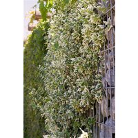 Kategorie <b>Bodendecker </b> - Euonymus fortunei 'Emerald Gaiety' 60 cm Stammhöhe