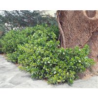 Kategorie <b>Bodendecker </b> - Euonymus fortunei 'Vegetus' 80-100 cm
