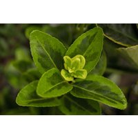 Kategorie <b>Bodendecker </b> - Euonymus japonicus 'Aureomarginatus' 30-40 cm