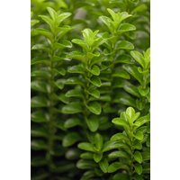 Kategorie <b>Bodendecker </b> - Euonymus japonicus 'Green Rocket' ca. 9x9 cm Topf (Wuchs jahreszeitlich)