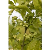 Bodendecker - Euonymus planipes 125-150 cm