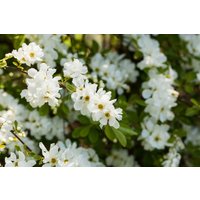 Laubbäume - Exochorda macrantha 'The Bride' 150-175 cm