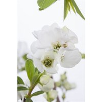 Kategorie <b>Blütensträucher und Ziergehölze </b> - Exochorda racemosa 'Niagara' -S- 40-60 cm