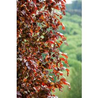 Laubbäume - Fagus sylvatica 'Rohan Obelisk' 80-100 cm