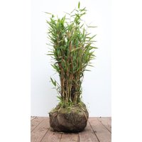 Kategorie <b>Gräser </b> - Fargesia murieliae 'Jumbo' 40-60 cm