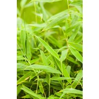 Kategorie <b>Gräser </b> - Fargesia murieliae 'Jumbo' 150-175 cm