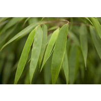 Kategorie <b>Gräser </b> - Fargesia rufa 80-100 cm