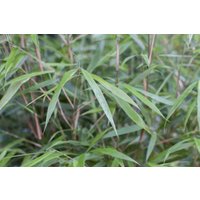 Kategorie <b>Gräser </b> - Fargesia scabrida 'Asian Wonder' 80-100 cm