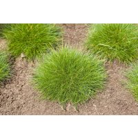 Kategorie <b>Produkt nicht gewünscht </b> - Festuca gautieri 'Teddybär' 2 Liter Container (Wuchs jahreszeitlich)