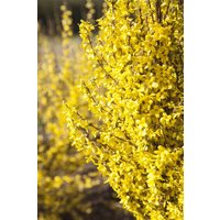 Kategorie <b>Hecken </b> - Forsythia 'Week-End' -R- 60-100 cm