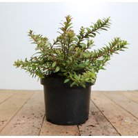 Kategorie <b>Rhododendren, Azaleen und Heide </b> - Gaultheria itoana 20-25 cm